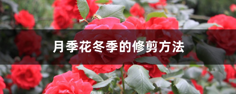 月季花冬季怎么修剪