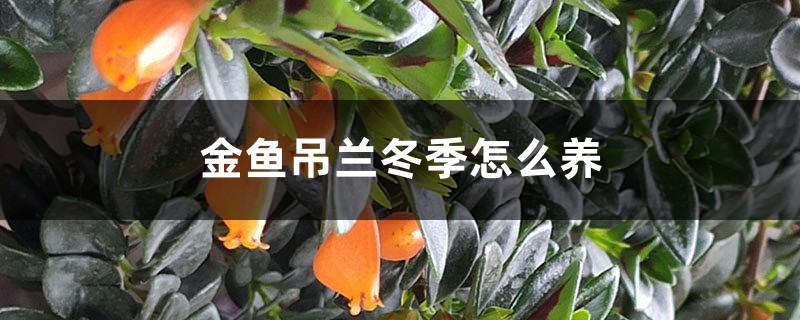 金鱼吊兰冬季怎么养