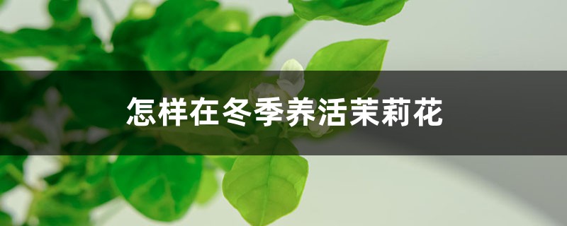 怎样在冬季养活茉莉花