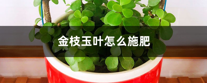 金枝玉叶怎么施肥