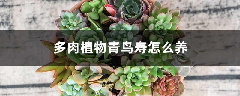 多肉植物青鸟寿怎么养