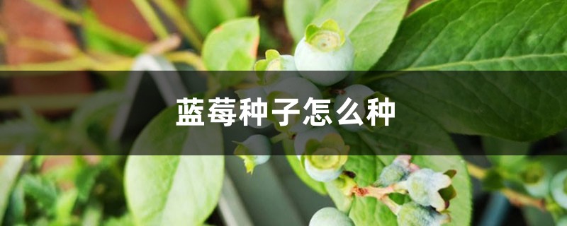 蓝莓种子怎么种