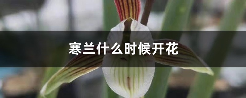 寒兰什么时候开花