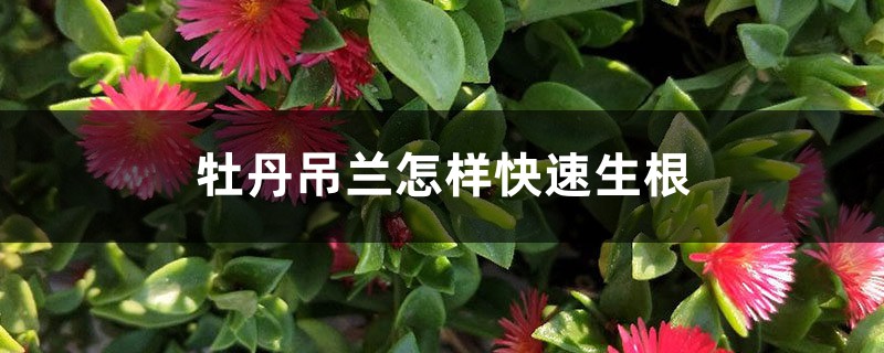 牡丹吊兰怎样快速生根