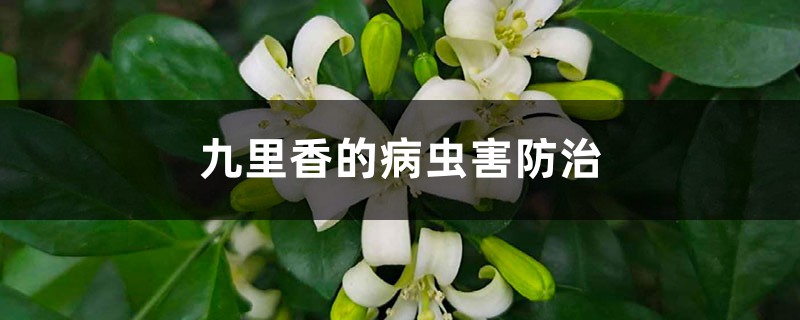 九里香的病虫害防治