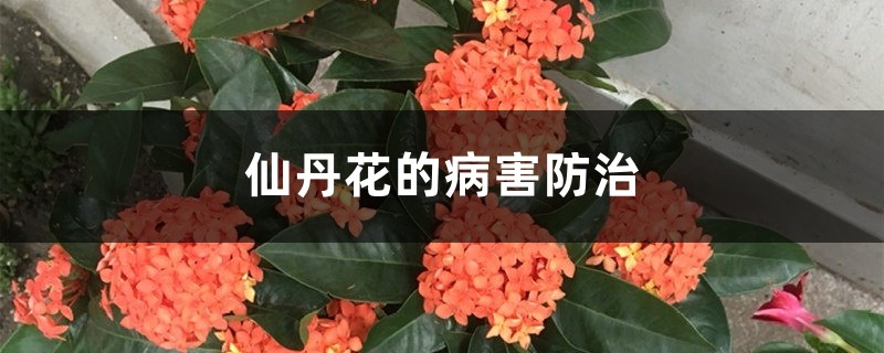 仙丹花的病害防治