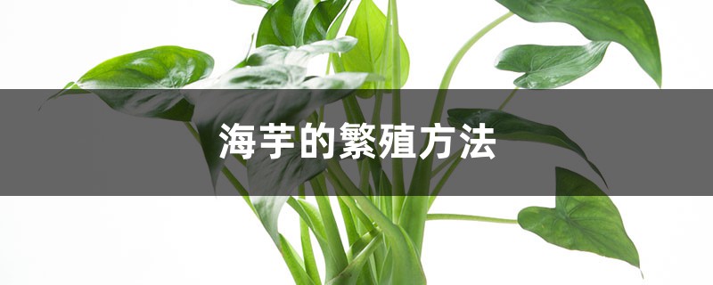 海芋的繁殖方法