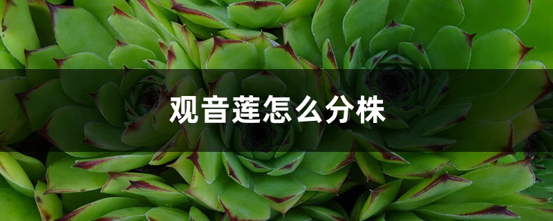 观音莲怎么分株