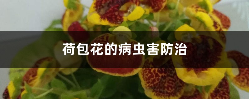 荷包花的病虫害防治