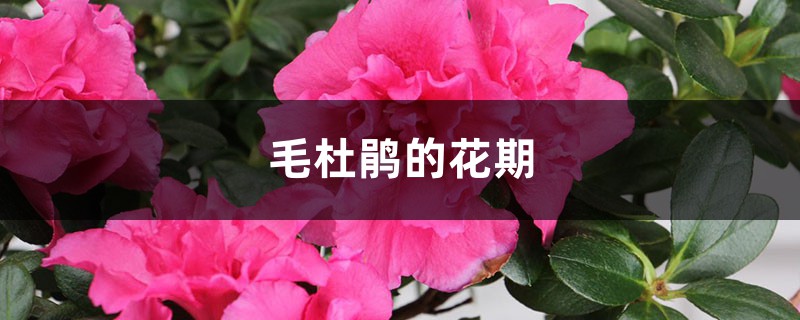 毛杜鹃的花期