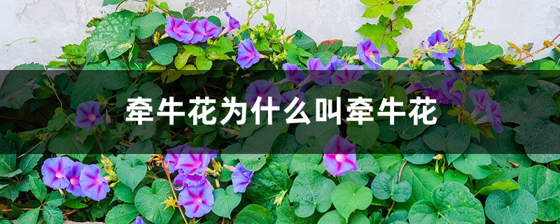 牵牛花为什么叫牵牛花