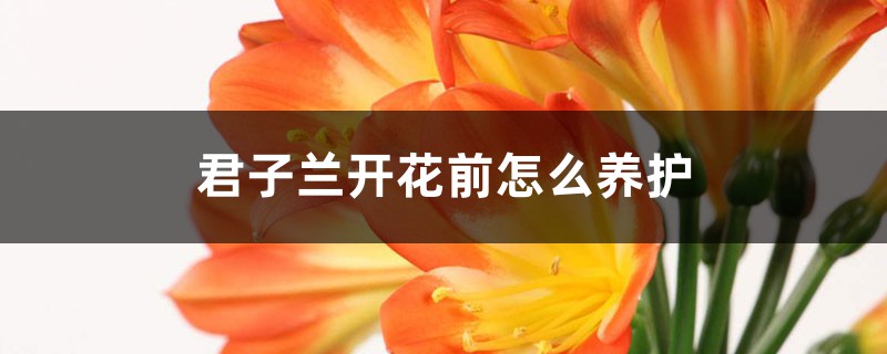 君子兰开花前怎么养护