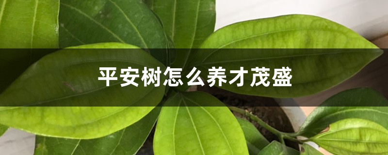 平安树怎么养才茂盛