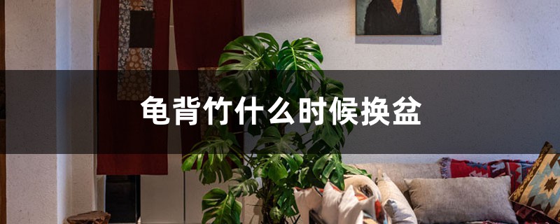 龟背竹什么时候换盆