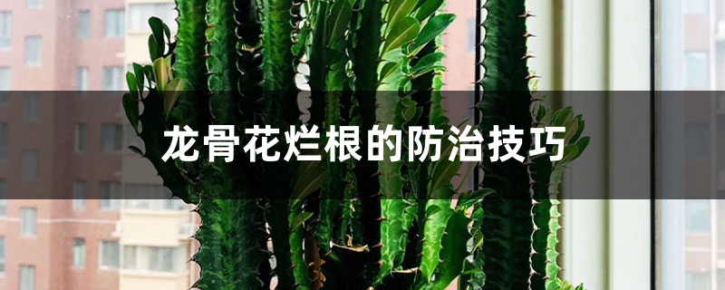 龙骨花烂根的防治技巧