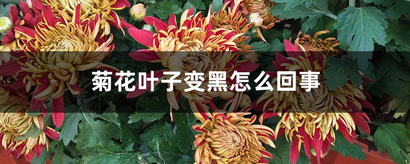 菊花叶子变黑怎么回事