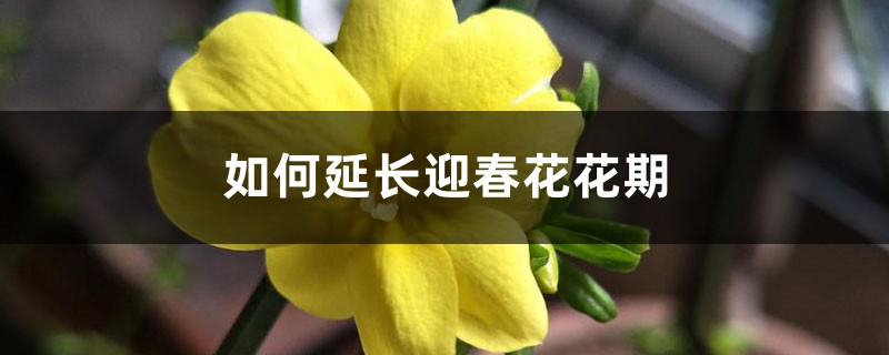 如何延长迎春花花期