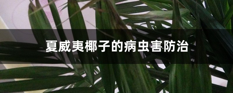 夏威夷椰子的病虫害防治