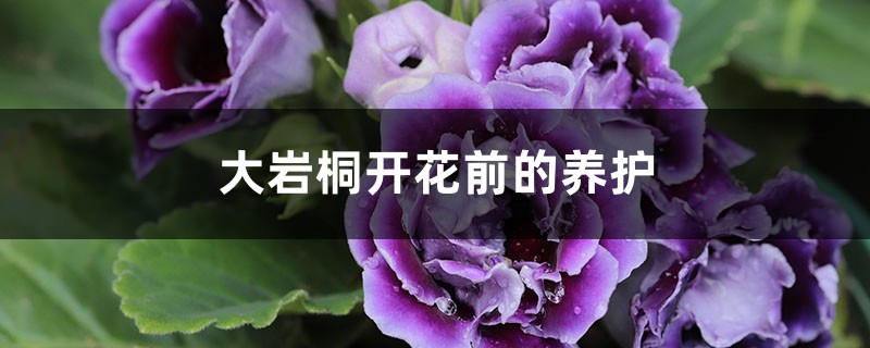 大岩桐开花前的养护