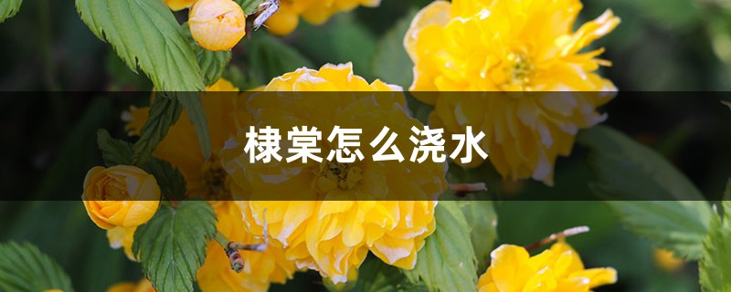 棣棠怎么浇水