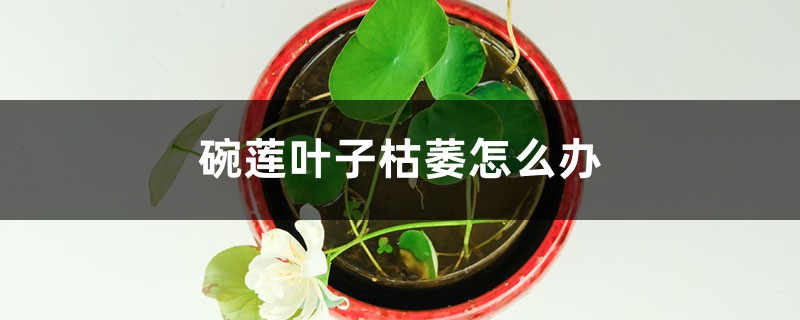 碗莲叶子枯萎怎么办