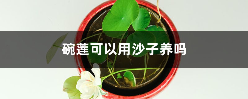 碗莲可以用沙子养吗