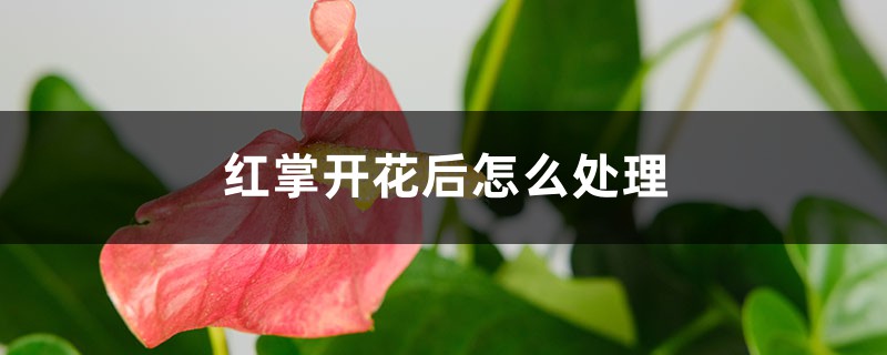 红掌开花后怎么处理