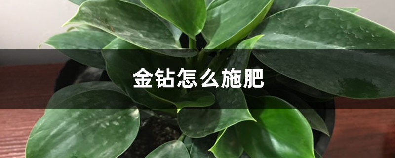 金钻怎么施肥