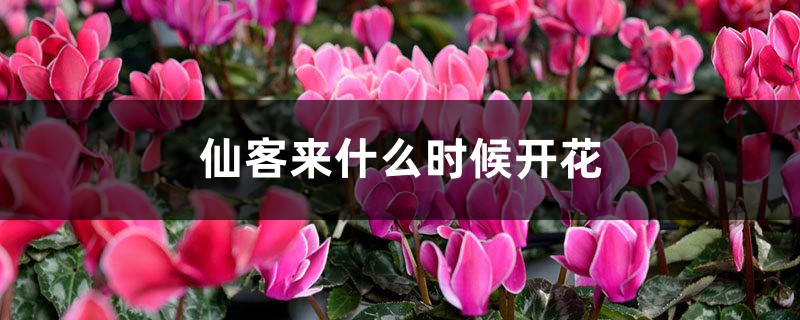 仙客来什么时候开花