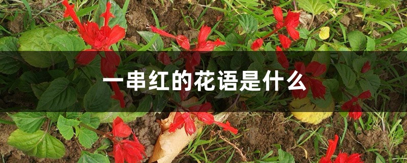 一串红的花语是什么