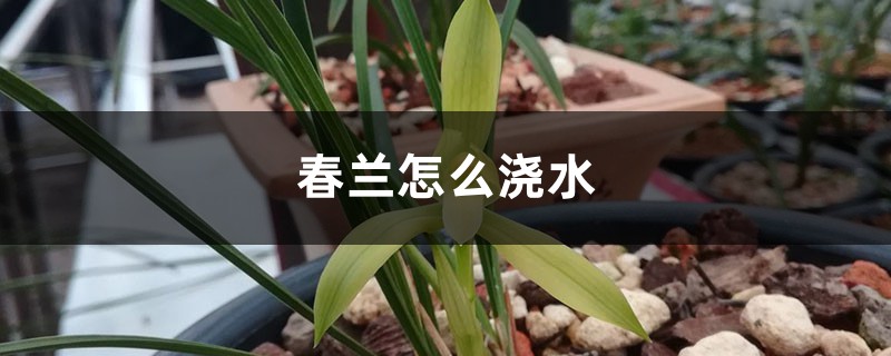 春兰怎么浇水