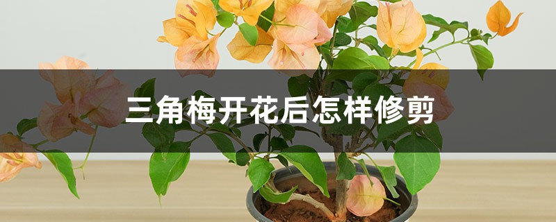 三角梅开花后怎样修剪