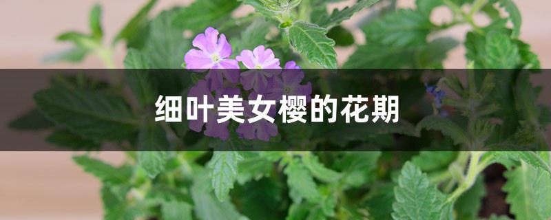 细叶美女樱的花期