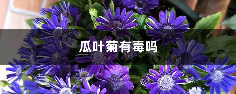 瓜叶菊有毒吗