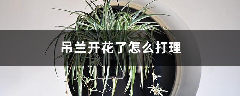 吊兰开花了怎么打理