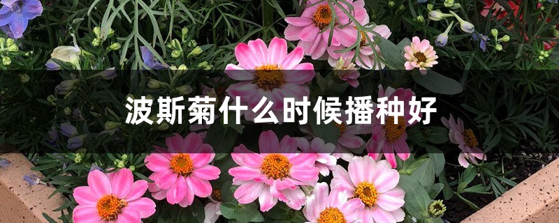 波斯菊什么时候播种好