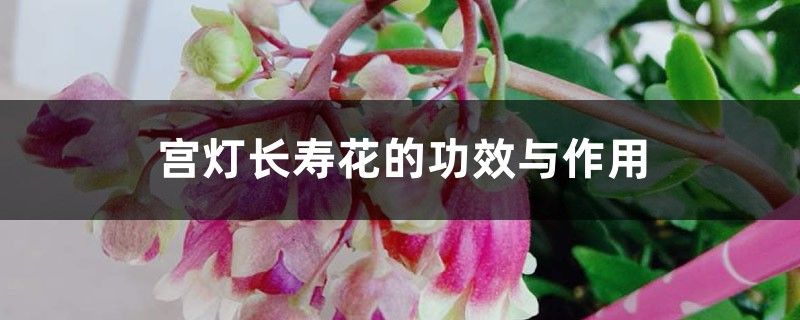 宫灯长寿花的功效与作用