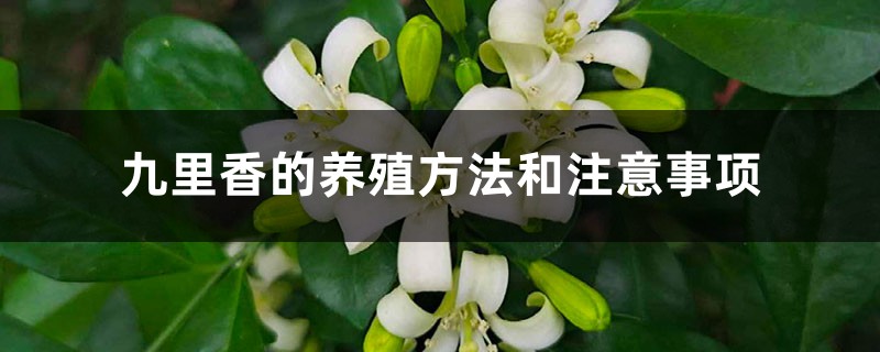 九里香的养殖方法和注意事项