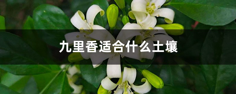 九里香适合什么土壤