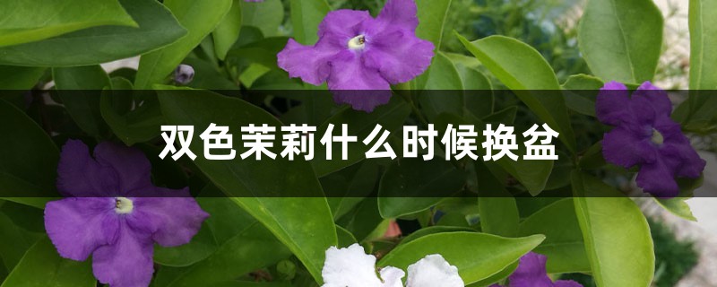 双色茉莉什么时候换盆