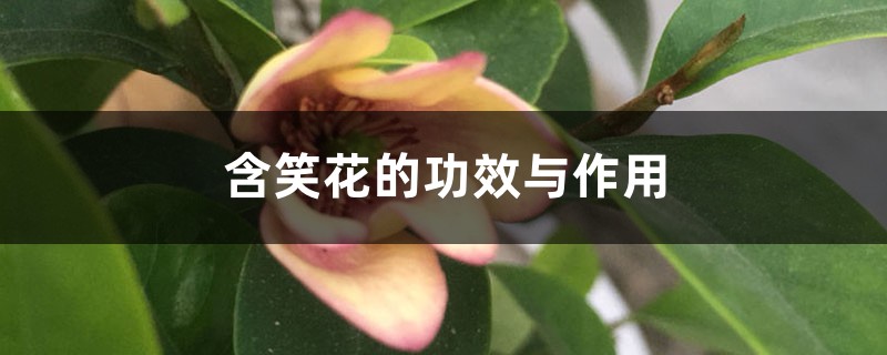 含笑花的功效与作用