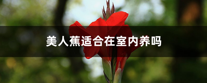 美人蕉适合在室内养吗