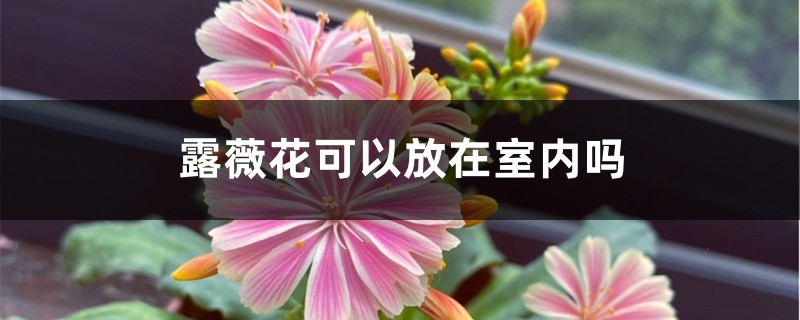 露薇花可以放在室内吗