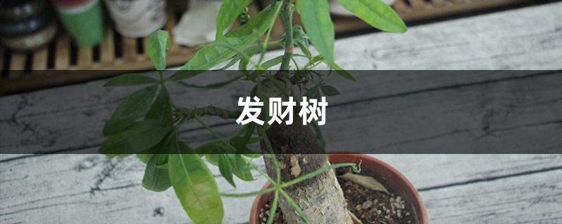 发财树不用买，掐个枝插土里就活，10天冒出大白根！