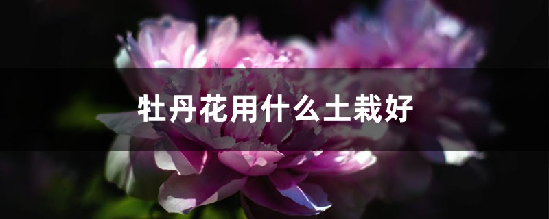 牡丹花用什么土栽好