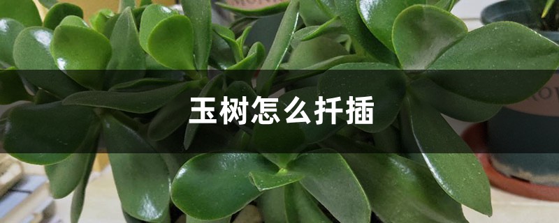 玉树怎么扦插