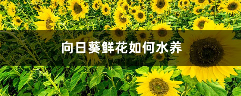 向日葵鲜花如何水养