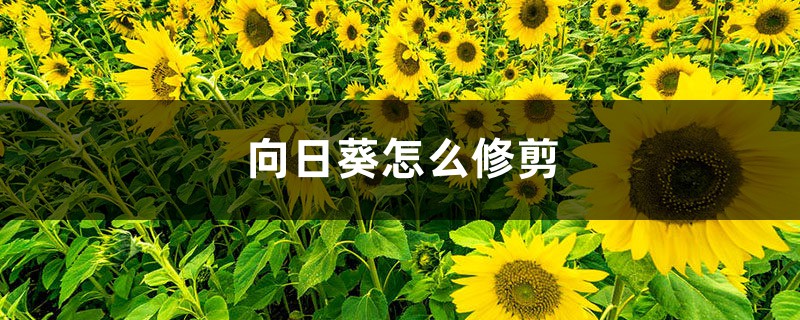 向日葵怎么修剪