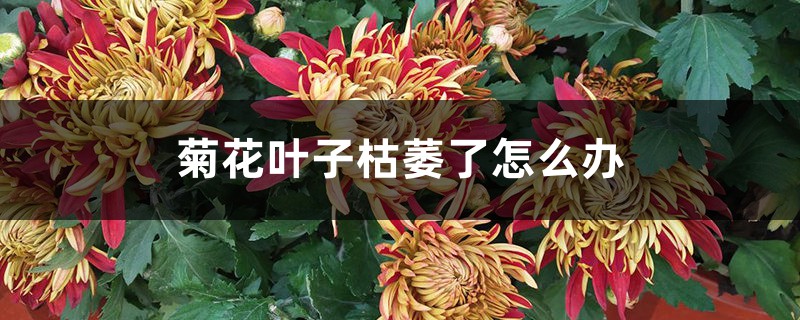 菊花叶子枯萎了怎么办