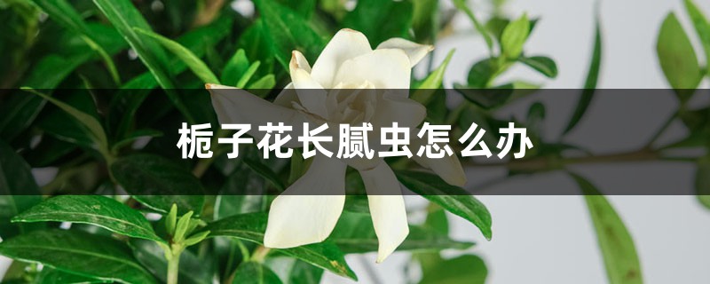 栀子花长腻虫怎么办